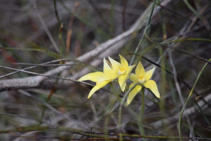 Caladenia flava - Orchid-cow-slipWestern-Flora-cp-Sep-2018p0001.JPG